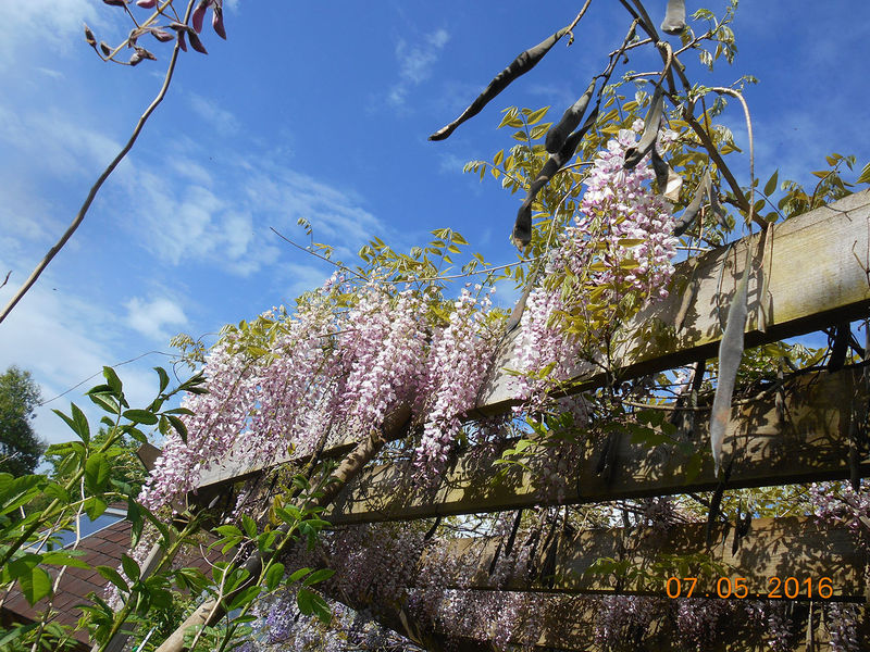 La ruche Trobas Vieilbuc